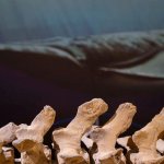 Particolare del Museo -  EGAP Parco paleontologico astigiano